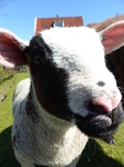 FZ013786 Lamb close up.jpg